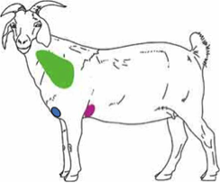 為山羊接種腸毒血症和破傷風疫苗的縮略圖:有必要嗎?