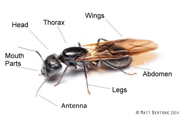 4.縮略圖的圖像。昆蟲