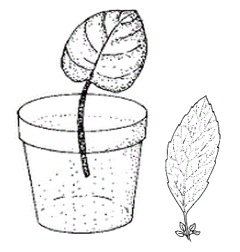 為植物繁殖的葉，藤和根插枝的縮略圖圖像伟德国际网址